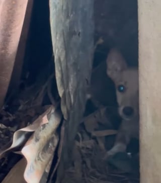 Illustration de l'article : « C’est une chienne très nerveuse, mais elle aime être prise dans les bras » amputée d’une patte, cette chienne renaît après avoir été chassée d’un chantier