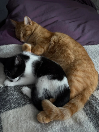 Illustration de l'article : 2 chats venant de se rencontrer dorment enlacés comme s’ils se connaissaient depuis toujours