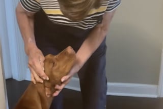 Illustration de l'article : Une jeune femme compile en vidéo les moments de tendresse touchants entre sa grand-mère et son chien