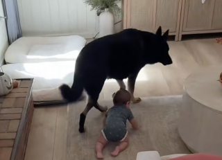 Illustration de l'article : Ces 2 Bergers Allemands assurent à merveille la sécurité de leur protégée, une petite fille ne sachant pas encore marcher (vidéo)