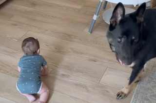 Illustration de l'article : Ces 2 Bergers Allemands assurent à merveille la sécurité de leur protégée, une petite fille ne sachant pas encore marcher (vidéo)