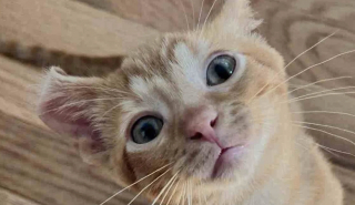 Illustration de l'article : Ce chaton à l’oreille ourlée est tellement heureux d’avoir rejoint un foyer qu’il se lie d’affection avec tous les animaux qu’il rencontre 