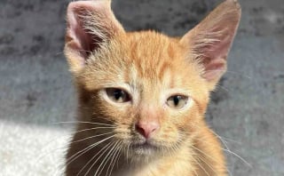 Illustration de l'article : Ce chaton à l’oreille ourlée est tellement heureux d’avoir rejoint un foyer qu’il se lie d’affection avec tous les animaux qu’il rencontre 