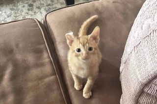 Illustration de l'article : Ce chaton à l’oreille ourlée est tellement heureux d’avoir rejoint un foyer qu’il se lie d’affection avec tous les animaux qu’il rencontre 