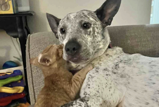 Illustration de l'article : Ce chaton à l’oreille ourlée est tellement heureux d’avoir rejoint un foyer qu’il se lie d’affection avec tous les animaux qu’il rencontre 