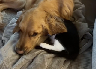 Illustration de l'article : Ils craignaient que leurs animaux ne s’entendent pas et son étonnés lorsqu’ils les découvrent en train de dormir ensemble (vidéo)