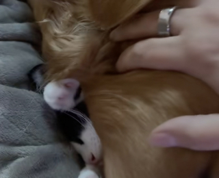 Illustration de l'article : Ils craignaient que leurs animaux ne s’entendent pas et son étonnés lorsqu’ils les découvrent en train de dormir ensemble (vidéo)