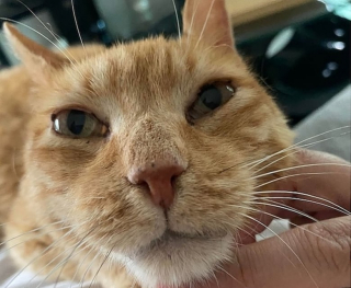 Illustration de l'article : 8 ans apr&egrave;s la disparition de son chat, cette femme rep&egrave;re un visage familier sur le site d&rsquo;un refuge et n&rsquo;en croit pas ses yeux