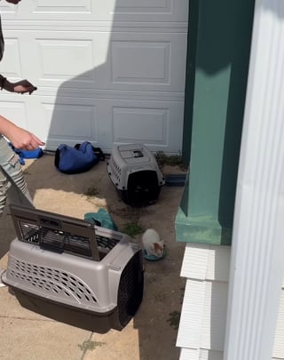 Illustration de l'article : Un simple mot laissé sur la porte d'une maison vide permet à des agents immobiliers de sauver une famille de chats