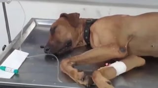 Illustration de l'article : Un chien courageux met sa propre vie en péril pour sauver sa maîtresse d'un cobra