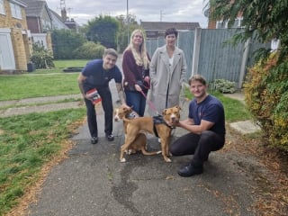 Illustration de l'article : 2 chiens provoquent un incendie à cause de leur gourmandise