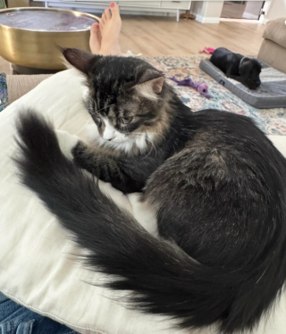 Illustration de l'article : Un chaton à l'apparence de « Gremlin » devient méconnaissable quelques semaines après son sauvetage 