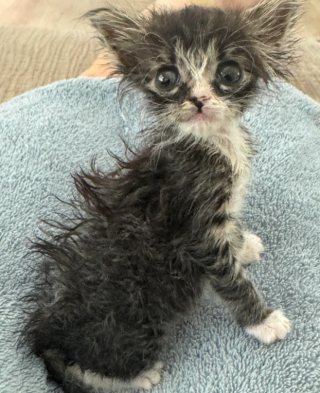 Illustration de l'article : Un chaton à l'apparence de « Gremlin » devient méconnaissable quelques semaines après son sauvetage 