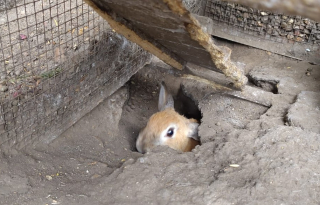 Illustration de l'article : « Nous pensions que c’était une tâche impossible », mais ces sauveteurs ont réussi à récupérer 65 lapins échappés dans la nature