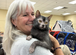 Illustration de l'article : « C'est un véritable showman et il adore se montrer », ce chat à l’apparence de loup-garou ne passe jamais inaperçu