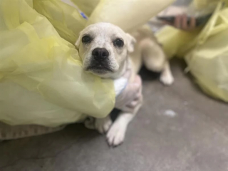 Illustration de l'article : Élevés dans des conditions épouvantables, 28 animaux sont finalement sauvés et pris en charge (vidéo)