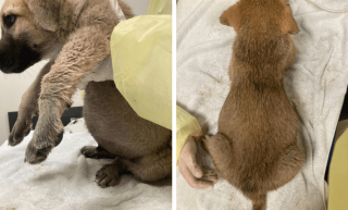 Illustration de l'article : Élevés dans des conditions épouvantables, 28 animaux sont finalement sauvés et pris en charge (vidéo)