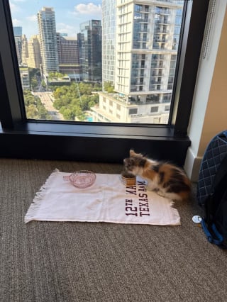 Illustration de l'article : Des avocats transforment leur pause déjeuner en mission sauvetage pour un chaton coincé sous une voiture