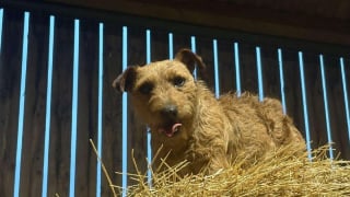 Illustration de l'article : Sur une vidéo de surveillance, elle découvre que son chien a été enlevé et reçoit le soutien inattendu d’inconnus lors des recherches