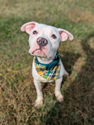 Illustration de l'article : Après avoir vaincu la parvovirose et la maladie de Carré, ce jeune chien attend enfin une famille aimante