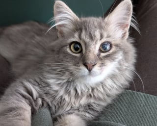 Illustration de l'article : Un Husky refuse de quitter son jardin après avoir trouvé un chaton blessé ayant besoin d’une aide urgente