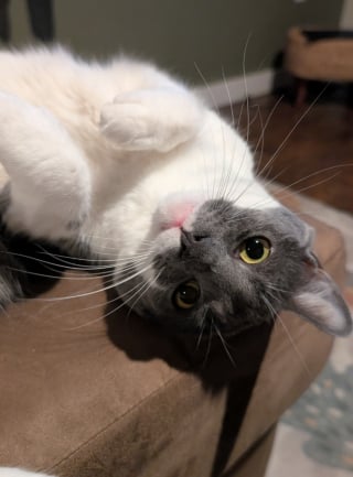 Illustration de l'article : Ce qu'elle découvre au sujet de son chat via sa nouvelle caméra de surveillance lui brise le coeur et la pousse à en adopter un 2e (vidéo)