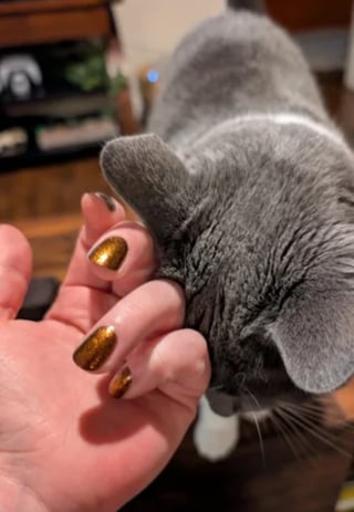 Illustration de l'article : Ce qu'elle découvre au sujet de son chat via sa nouvelle caméra de surveillance lui brise le coeur et la pousse à en adopter un 2e (vidéo)