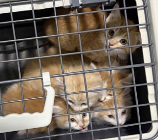 Illustration de l'article : Des sauveteurs vont à la rencontre de chatons coincés dans une arrière-cour et découvrent au dernier moment qu’il y en avait un dernier à sauver