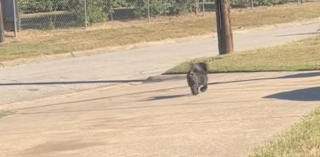 Illustration de l'article : Chaque après-midi, ce Shih Tzu attend son jeune maître et lui offre un accueil débordant de joie devant la maison (vidéo)