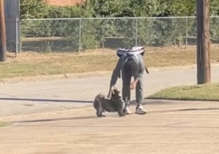 Illustration de l'article : Chaque après-midi, ce Shih Tzu attend son jeune maître et lui offre un accueil débordant de joie devant la maison (vidéo)