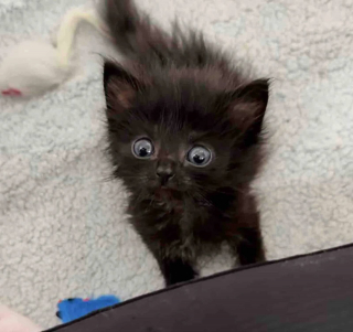 Illustration de l'article : Le refuge confie à cette bénévole un chaton mâle de 10 jours qui s’avère être… une femelle beaucoup plus âgée