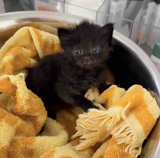 Illustration de l'article : Le refuge confie à cette bénévole un chaton mâle de 10 jours qui s’avère être… une femelle beaucoup plus âgée