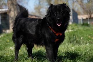 Illustration de l'article : Adopté puis ramené au refuge moins d’un an après, ce chien aveugle attend qu’on daigne lui donner sa chance