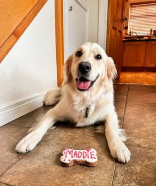 Illustration de l'article : Chaque vendredi, cette adorable chienne attend l’arrivée de ses meilleurs amis avec grande impatience (vidéo)