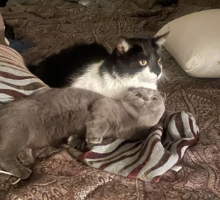 Illustration de l'article : Une propriétaire qui craignait que son chat n’accepte pas le nouveau venu nous donne la preuve en images que tout va pour le mieux