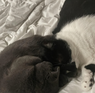 Illustration de l'article : Une propriétaire qui craignait que son chat n’accepte pas le nouveau venu nous donne la preuve en images que tout va pour le mieux