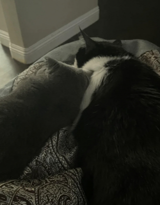 Illustration de l'article : Une propriétaire qui craignait que son chat n’accepte pas le nouveau venu nous donne la preuve en images que tout va pour le mieux