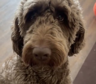 Illustration de l'article : Déposé en catastrophe chez elle par sa sœur, cette jeune femme prend en charge ce croisé Caniche négligé et le filme avec humour avant sa métamorphose (vidéo)