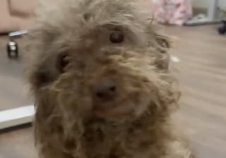 Illustration de l'article : Déposé en catastrophe chez elle par sa sœur, cette jeune femme prend en charge ce croisé Caniche négligé et le filme avec humour avant sa métamorphose (vidéo)