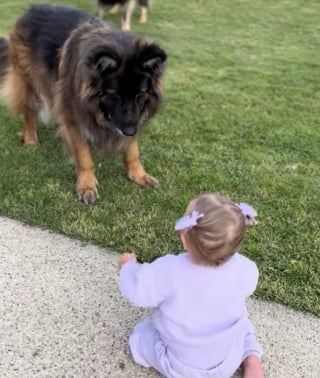 Illustration de l'article : Protecteur pendant la grossesse de sa maîtresse, ce Berger Allemand enseigne maintenant avec patience son jeu préféré à sa petite sœur humaine de quelques mois (vidéo)