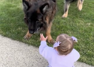 Illustration de l'article : Protecteur pendant la grossesse de sa maîtresse, ce Berger Allemand enseigne maintenant avec patience son jeu préféré à sa petite sœur humaine de quelques mois (vidéo)