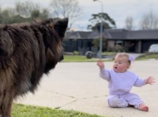 Illustration de l'article : Protecteur pendant la grossesse de sa maîtresse, ce Berger Allemand enseigne maintenant avec patience son jeu préféré à sa petite sœur humaine de quelques mois (vidéo)
