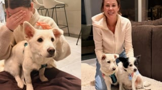 Illustration de l'article : Rescapé de l'euthanasie, un chien disparaît à son arrivée à l'aéroport et échappe à toutes les tentatives de sauvetage pendant 9 jours