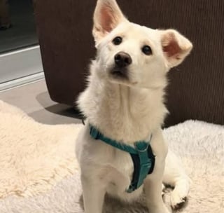 Illustration de l'article : Rescapé de l'euthanasie, un chien disparaît à son arrivée à l'aéroport et échappe à toutes les tentatives de sauvetage pendant 9 jours