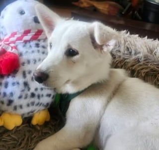 Illustration de l'article : Rescapé de l'euthanasie, un chien disparaît à son arrivée à l'aéroport et échappe à toutes les tentatives de sauvetage pendant 9 jours