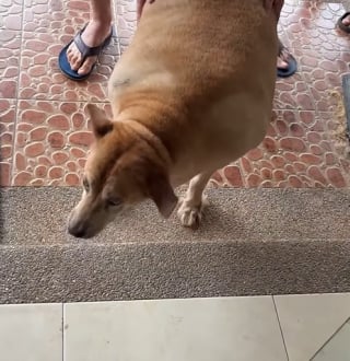 Illustration de l'article : Une chienne errante pesant le double de son poids se bat pour retrouver la forme