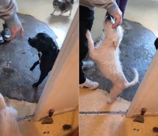 Illustration de l'article : Alertée par des riverains inquiets, une association découvre 3 chiens et 7 chats vivant dans un petit appartement insalubre avec des déjections partout sur les sols