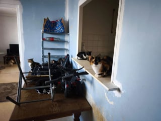 Illustration de l'article : Alertée par des riverains inquiets, une association découvre 3 chiens et 7 chats vivant dans un petit appartement insalubre avec des déjections partout sur les sols