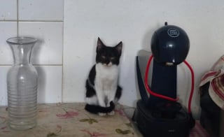 Illustration de l'article : Alertée par des riverains inquiets, une association découvre 3 chiens et 7 chats vivant dans un petit appartement insalubre avec des déjections partout sur les sols