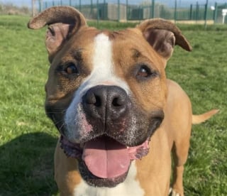 Illustration de l'article : Une association partage le "post de la dernière chance" au sujet d'un chien qui ne supporte plus la vie au refuge